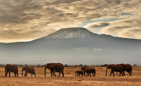 TOPSHOT-KENYA-NATURE-CONSERVATION-ANIMAL-ELEPHANT-WILDLIFE-FEATU