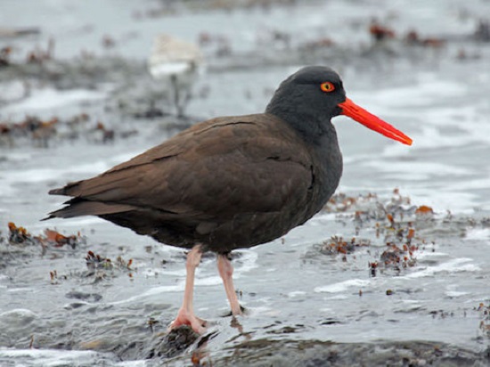 6-19BirdCount-2