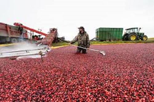 3-12Cranberries-2