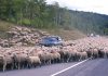 Rural Areas and AI Autonomous Cars 1