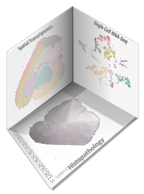 4-20SpatialGenomics 1 AI Tools Will Help Us Make the Most of Spatial Biology 1