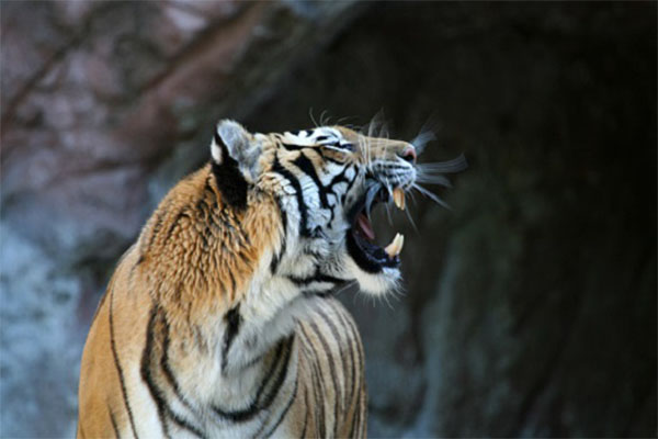 Roaring tiger with motion blur 2