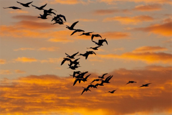 Migrating Geese and Sunset Sky AI Employed to Better Understand Bird Migration, Flight and Collisions 1