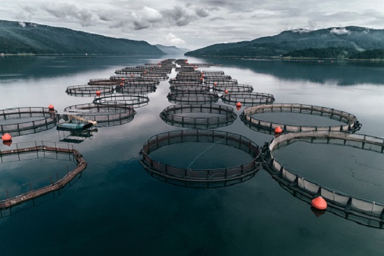 Fishing. Aerial view over a large fish farm with lots of fish enclosures.