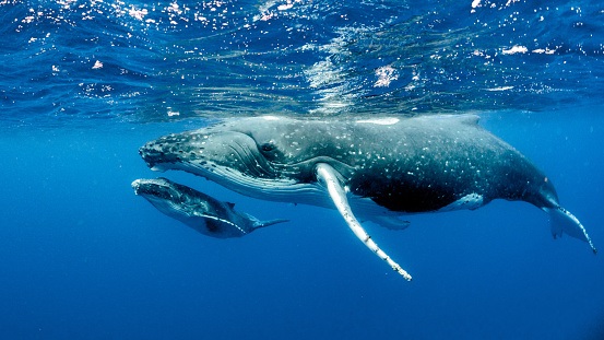 AI Being Tapped to Understand What Whales Say to Each Other