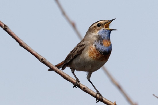 Bluethroat standing on the reed.